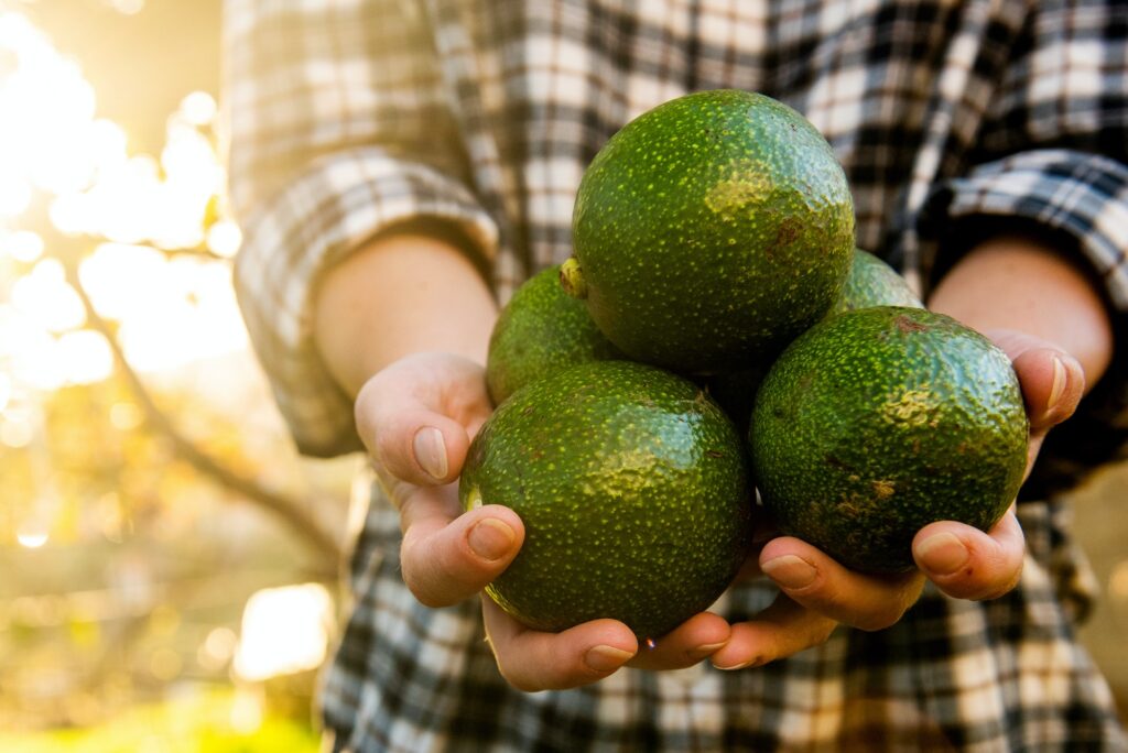 Close up hands holding bunch avocados